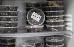 Bait your hook with live gents