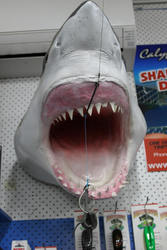 a Sharks head above the adnmin area of the store